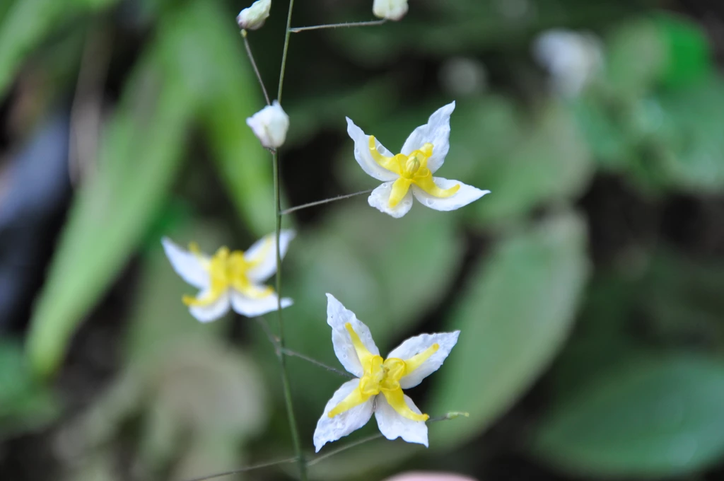 Epimedium mandarin star